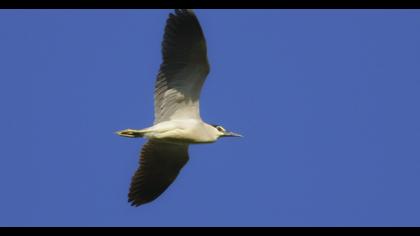 Black-crowned Night Heron