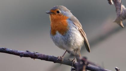 European Robin
