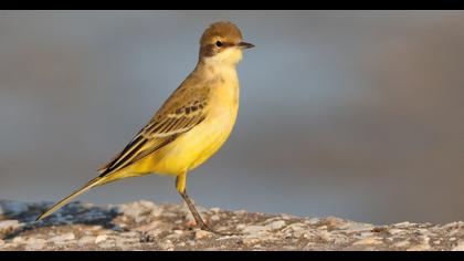 Western Yellow Wagtail