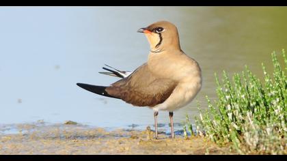 Collared Pratincole