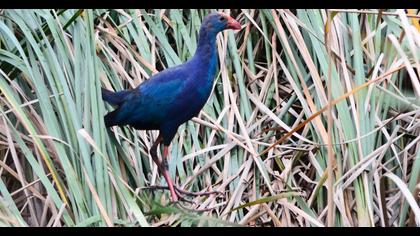 Purple Swamphen