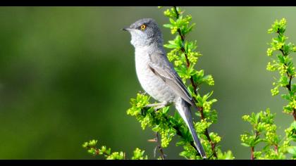 Barred Warbler