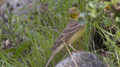 Cinereous Bunting