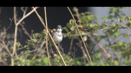 Common Whitethroat