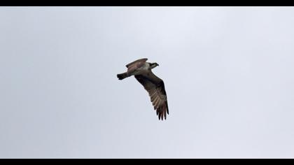 Western Osprey
