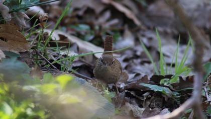 Eurasian Wren