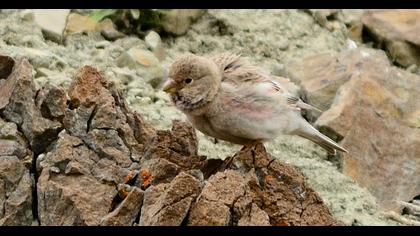 Mongolian Finch