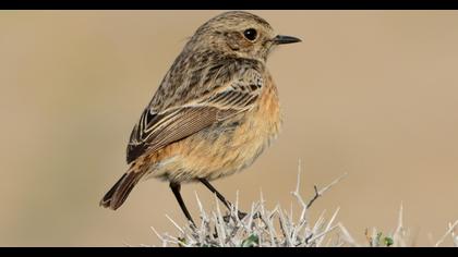 European Stonechat