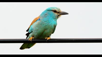European Roller