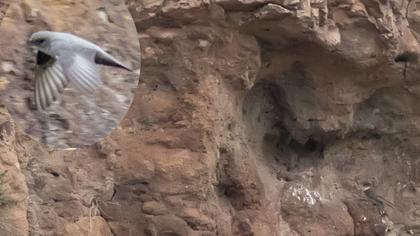 Eurasian Crag Martin