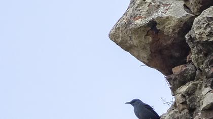 Blue Rock Thrush