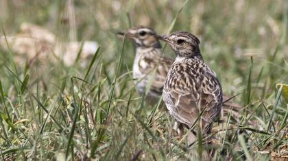 Eurasian Skylark