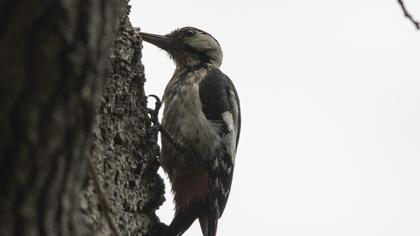 Syrian Woodpecker