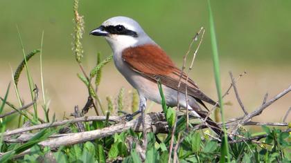 Red-backed Shrike