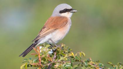Red-backed Shrike