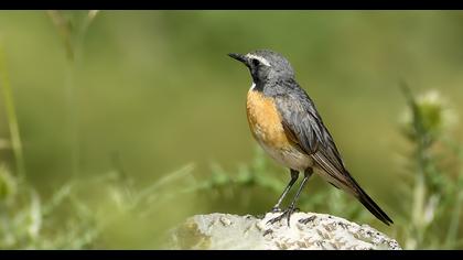 White-throated Robin