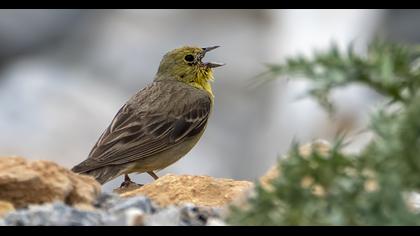Cinereous Bunting
