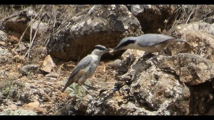 Eastern Rock Nuthatch