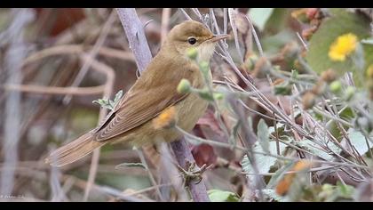Marsh Warbler
