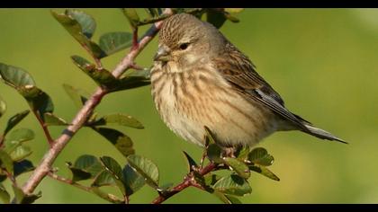 Common Linnet
