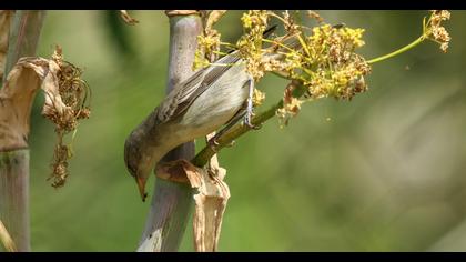 Olive-tree Warbler