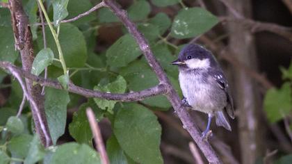 Coal Tit