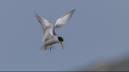 Little Tern