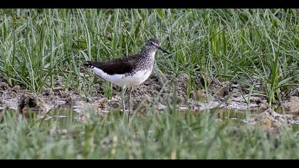 Green Sandpiper