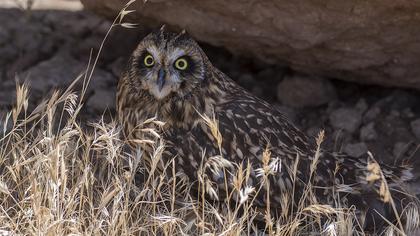 Short-eared Owl