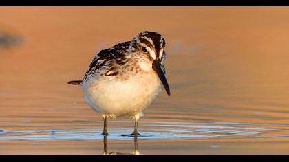 Broad-billed Sandpiper