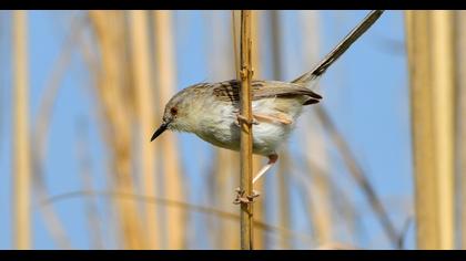 Delicate prinia