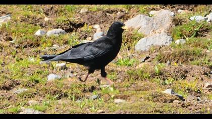 Alpine Chough