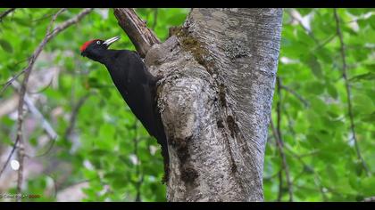 Black Woodpecker