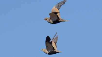 Black-bellied Sandgrouse