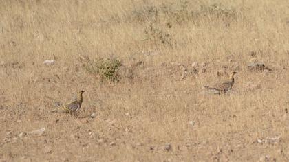 Pin-tailed Sandgrouse