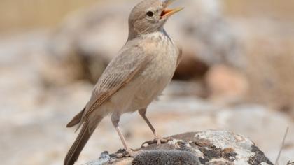Desert Lark