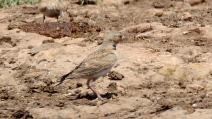 Bimaculated Lark