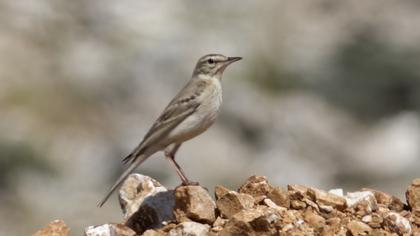 Tawny Pipit
