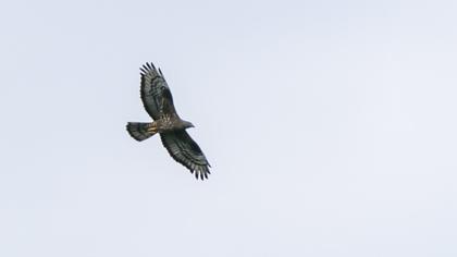 European Honey Buzzard