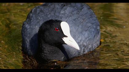 Eurasian Coot