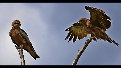 Black Kite
