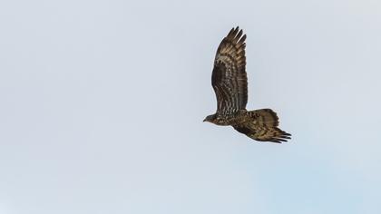 European Honey Buzzard
