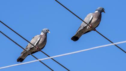 Common Wood Pigeon