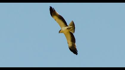 Booted Eagle