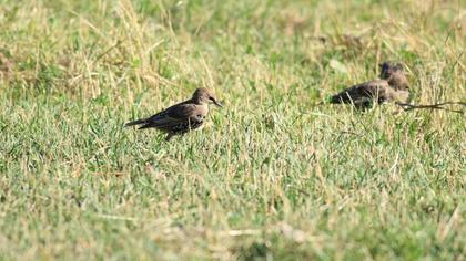 Common Starling