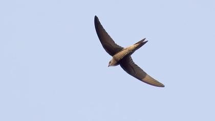 Pallid Swift