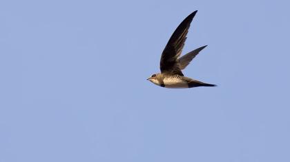 Alpine Swift