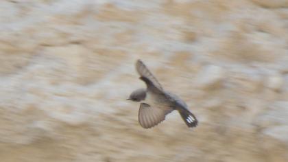 Eurasian Crag Martin