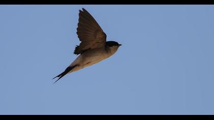 Common House Martin