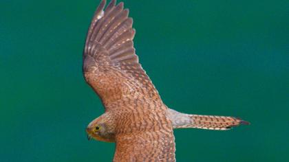 Lesser Kestrel
